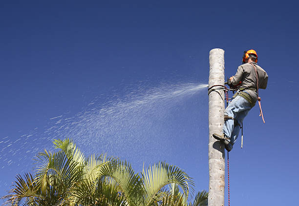 Reliable Sound Beach, NY Tree Care Solutions